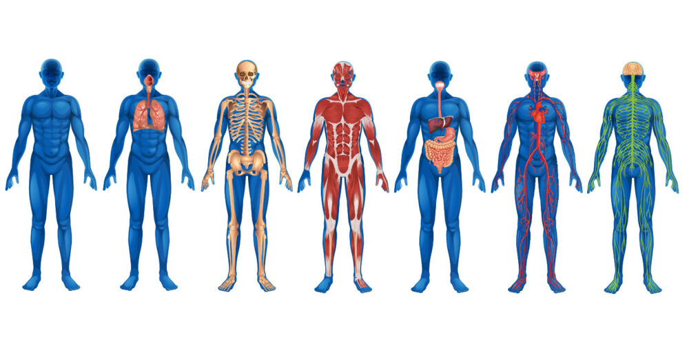human body images